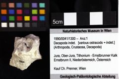 Foto (Objket + Etiketten) von Decapoda indet. 